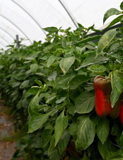 Producent papryki: najgorszy sezon od pięciu lat, nie ma chętnych do skupu papryki-103764