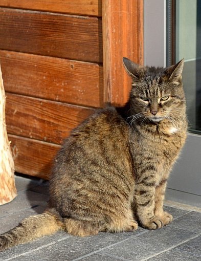 Koty zagrażają również owadom i pająkom-104960