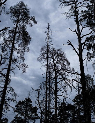 Z powodu korników za 10 lat może nie być świerków w okolicach Mrągowa-105311