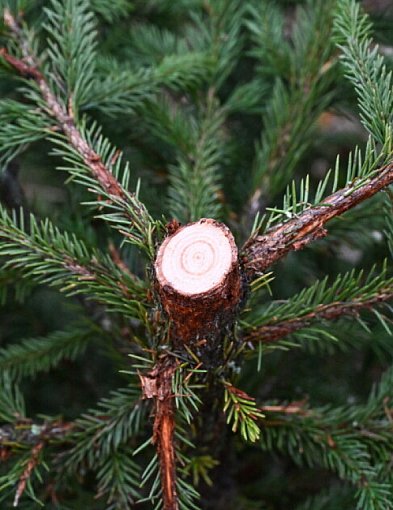 Rozpoczął się sezon choinkowy. Do polskich domów trafi około 10 milionów drzewek-105495