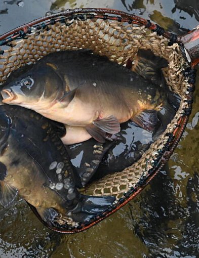 Raport: w tym roku karpie droższe o 22 proc., o tyle samo staniały suszone grzyby-106045