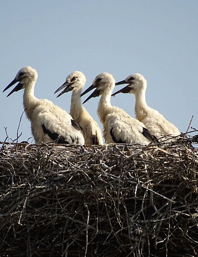 W piątek 20 marca przywitamy astronomiczną wiosnę