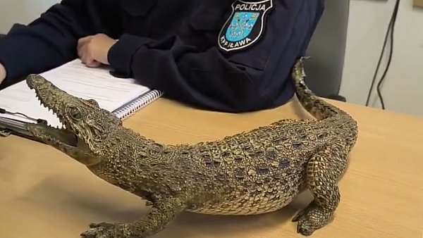 Chciała sprzedać... aligatora. Teraz grozi jej nawet 5 lat