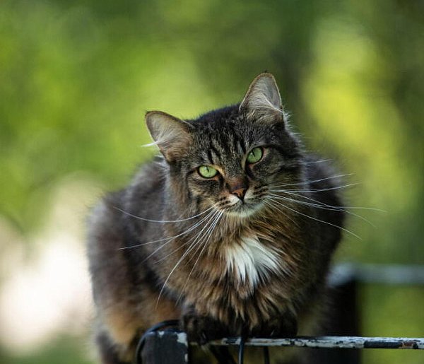 Kot domowy zadomowił się w Europie później niż dotąd są - 105344