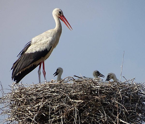 Warmińsko-Mazurskie: Ochrona bociana - można zgłaszać gniazda do przeniesienia-105480