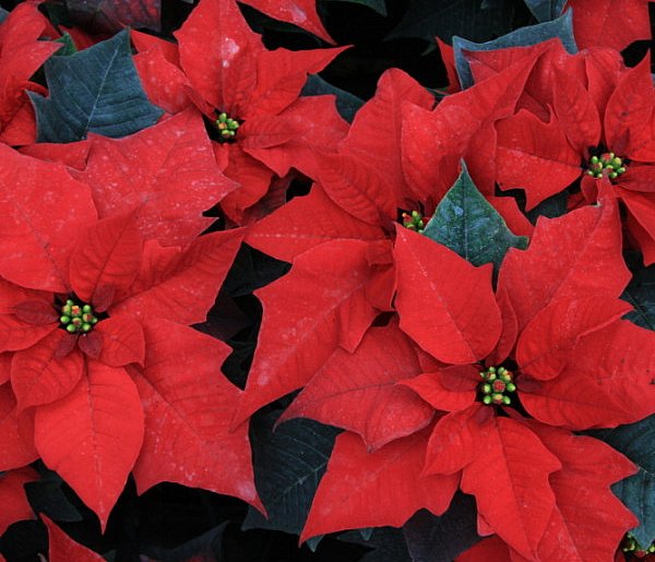 Gwiazda betlejemska - nie kwitnie na czerwono i nie jes - 105751