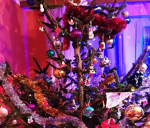 Można już kupować choinki w Leśnictwie Mielno - 105432