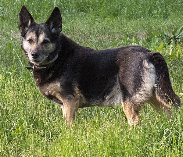 Premier: schronisko dla zwierząt w Sobolewie zostało zamknięte