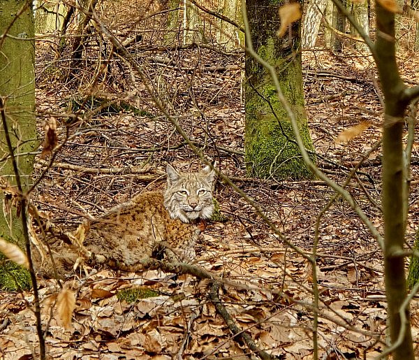 Trzy rysie wróciły do natury. Wyjątkowy moment w lasach regionu