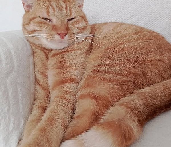 Ostróda: Zaginął rudy kot Leo. Właścicielka prosi o pomoc!