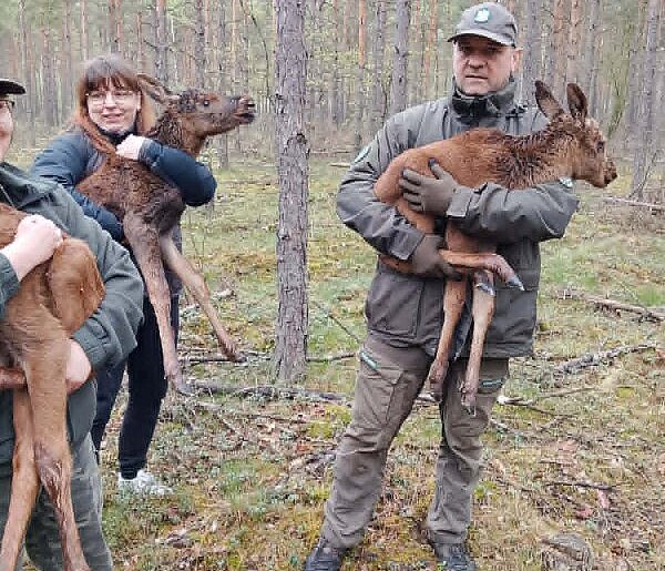 Trzy osierocone łoszaki uratowane przez leśników. Ich mama nie żyje