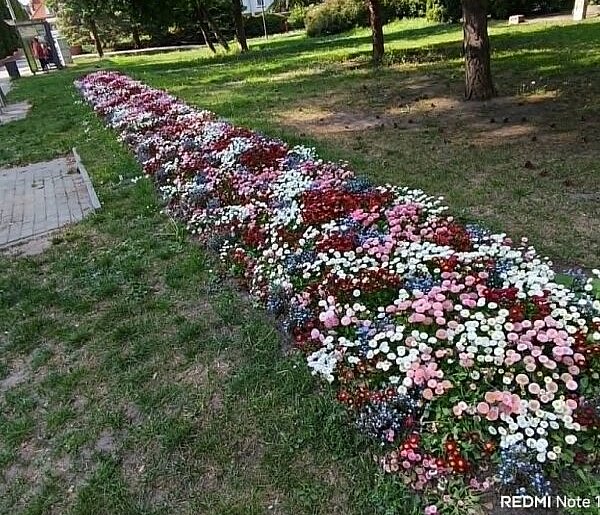 Ostróda rozdaje kwiaty mieszkańcom. Wiadomo, gdzie i co