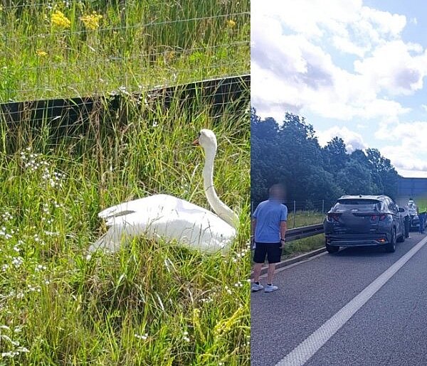Pasłęk: 3 samochody zderzyły się na S7 przez... łabędzia