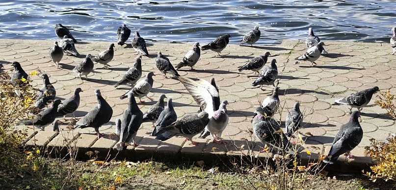Ornitolożka: ptaki nawet przez 10 dni odczuwają stres po sylwestrowych fajerwerkac