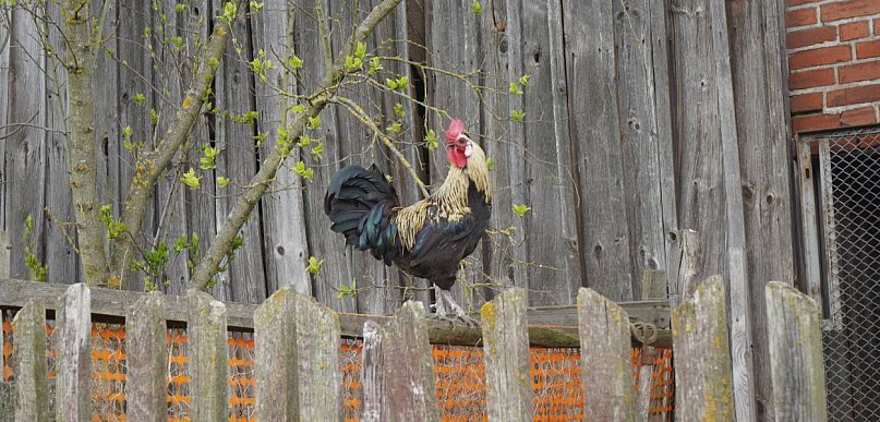 Główny Inspektorat Weterynarii: 26 ognisk grypy ptaków u drobiu w tym roku w Polsc