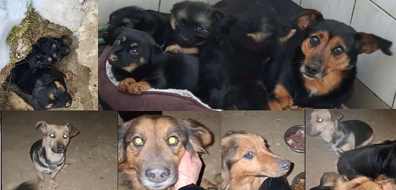 Lubajny: Sunia ze szczeniakami uratowana w ostatniej chwili