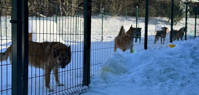 Ocena warunków bytowych zwierząt w schronisku w Tomarynach