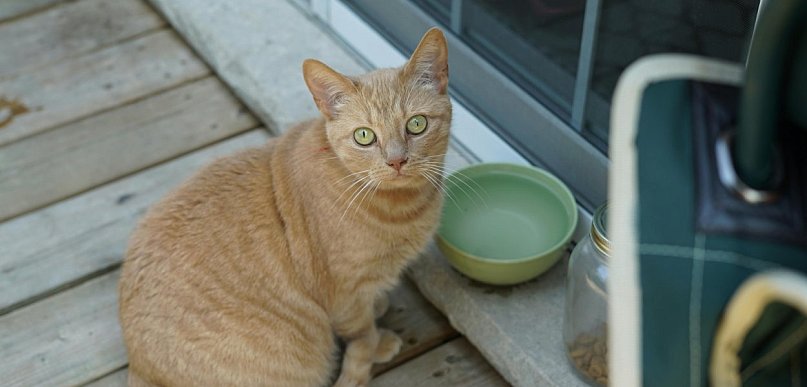 Kiedy wybrać tradycyjną miseczkę dla kota, a kiedy karmidło automatyczne?