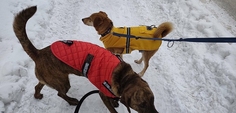 Ostróda: Opieka nad zwierzętami. Darmowe czipowanie i dofinansowanie zabiegów