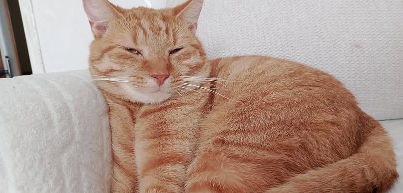 Ostróda: Zaginął rudy kot Leo. Właścicielka prosi o pomoc!