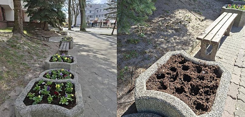 Ostróda: Kwiaty zamiast zdobić miasto – trafiły do czyjegoś ogródka?