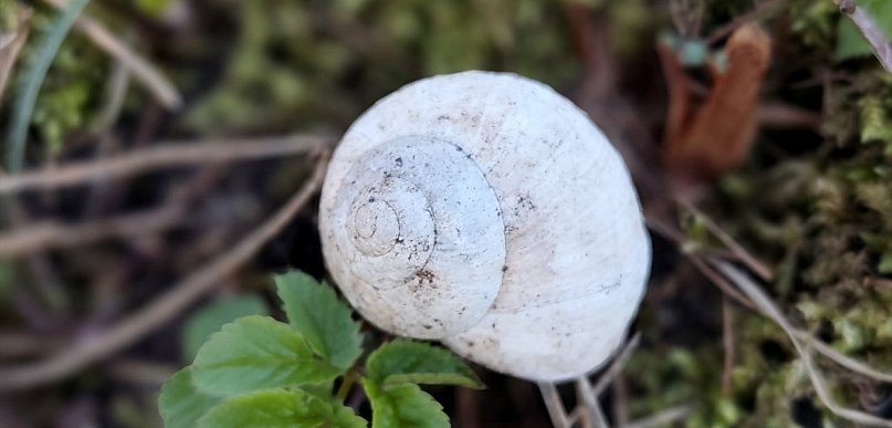 Trzeci rok z rzędu nie będzie zbiorów winniczka w regionie