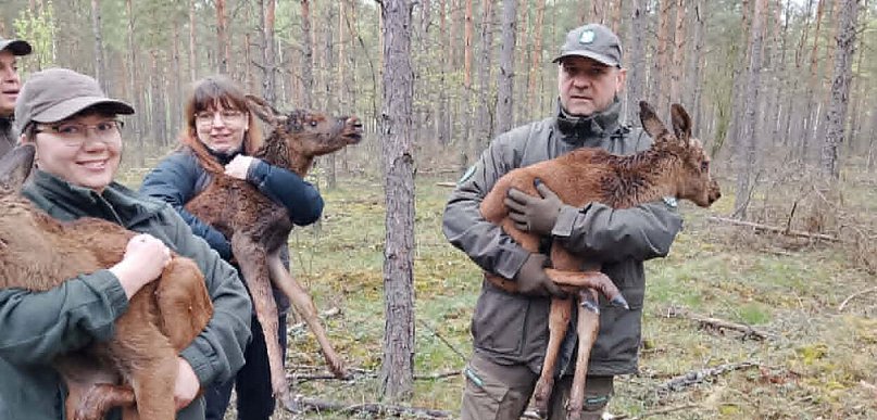 Trzy osierocone łoszaki uratowane przez leśników. Ich mama nie żyje