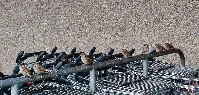 Ostróda: Szli ul. Grunwaldzką prowadząc wózek sklepowy, a w nim skradzione części