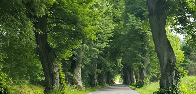 Drogowcy chcą wyciąć ponad 6,6 tys. drzew w regionie, społecznicy protestują