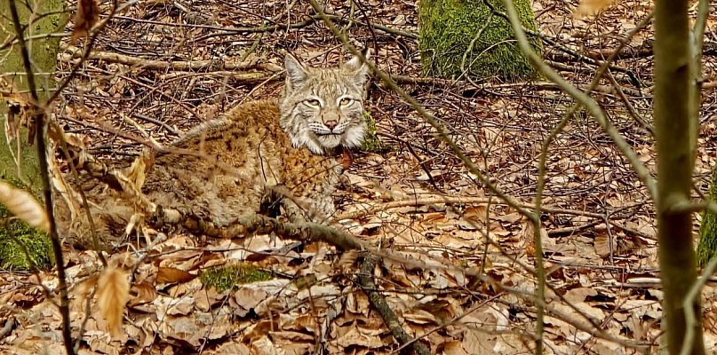 Trzy rysie wróciły do natury. Wyjątkowy moment w lasach regionu
