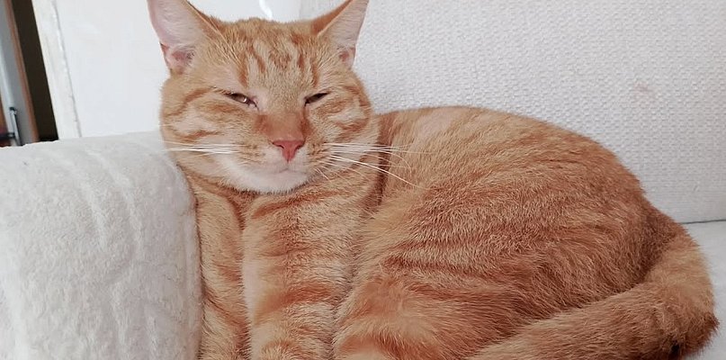 Ostróda: Zaginął rudy kot Leo. Właścicielka prosi o pomoc!