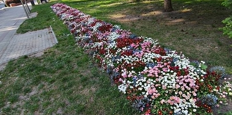 Ostróda rozdaje kwiaty mieszkańcom. Wiadomo, gdzie i co będzie można odebrać