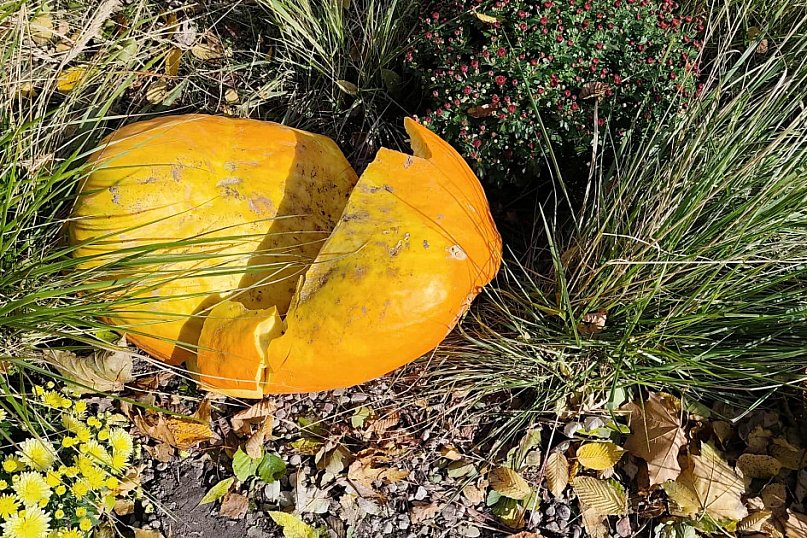 Kto zniszczył dynie - jesienne dekoracje w Ostródzie