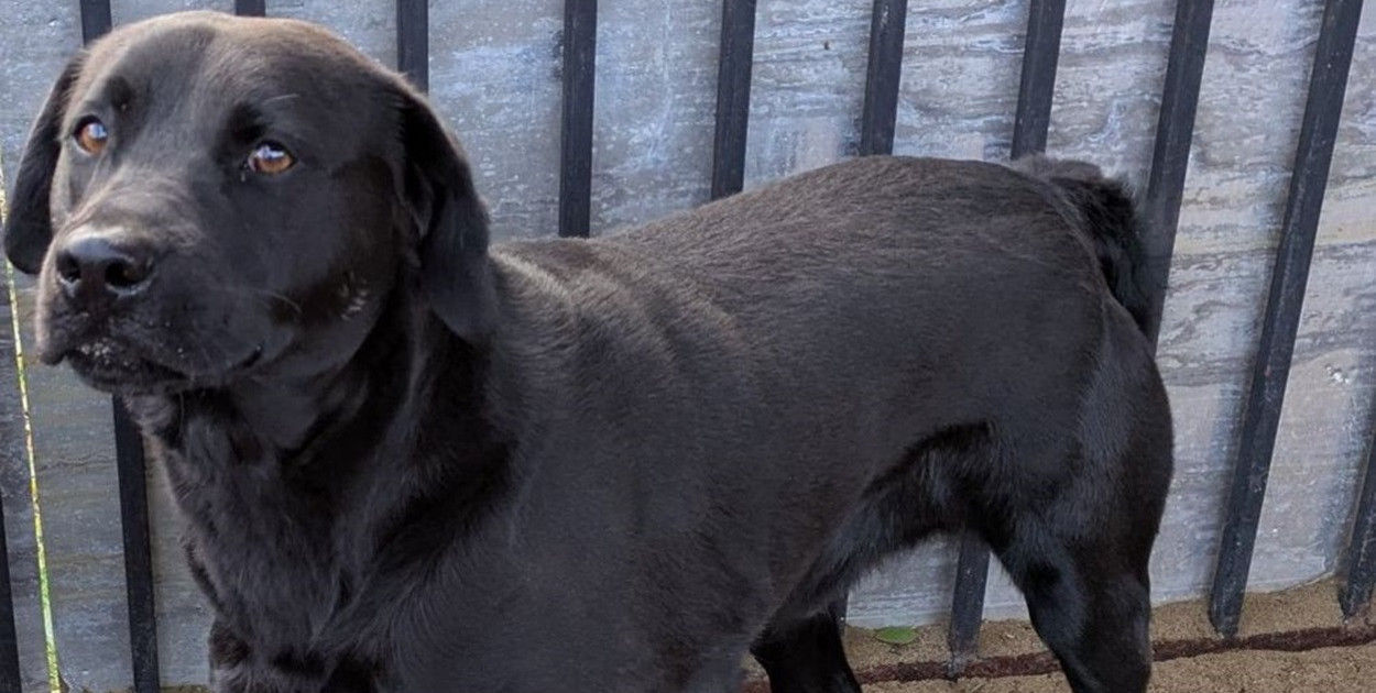 Foto: Straż Ochrony Przyrody i Praw Zwierząt w Dąbrównie