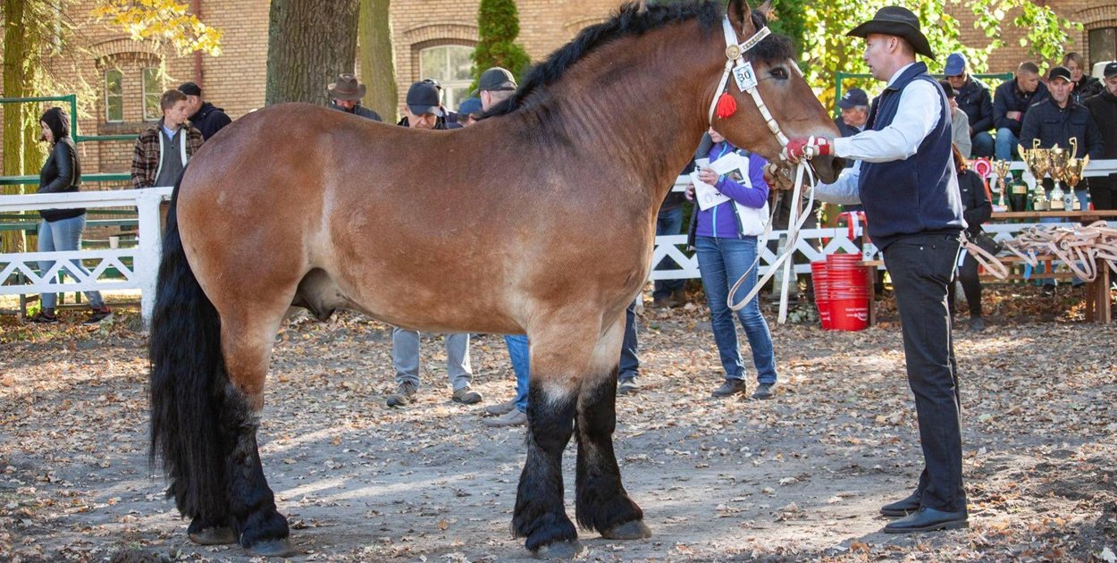 Foto: Warmińsko-Mazurski Związek Hodowców Koni