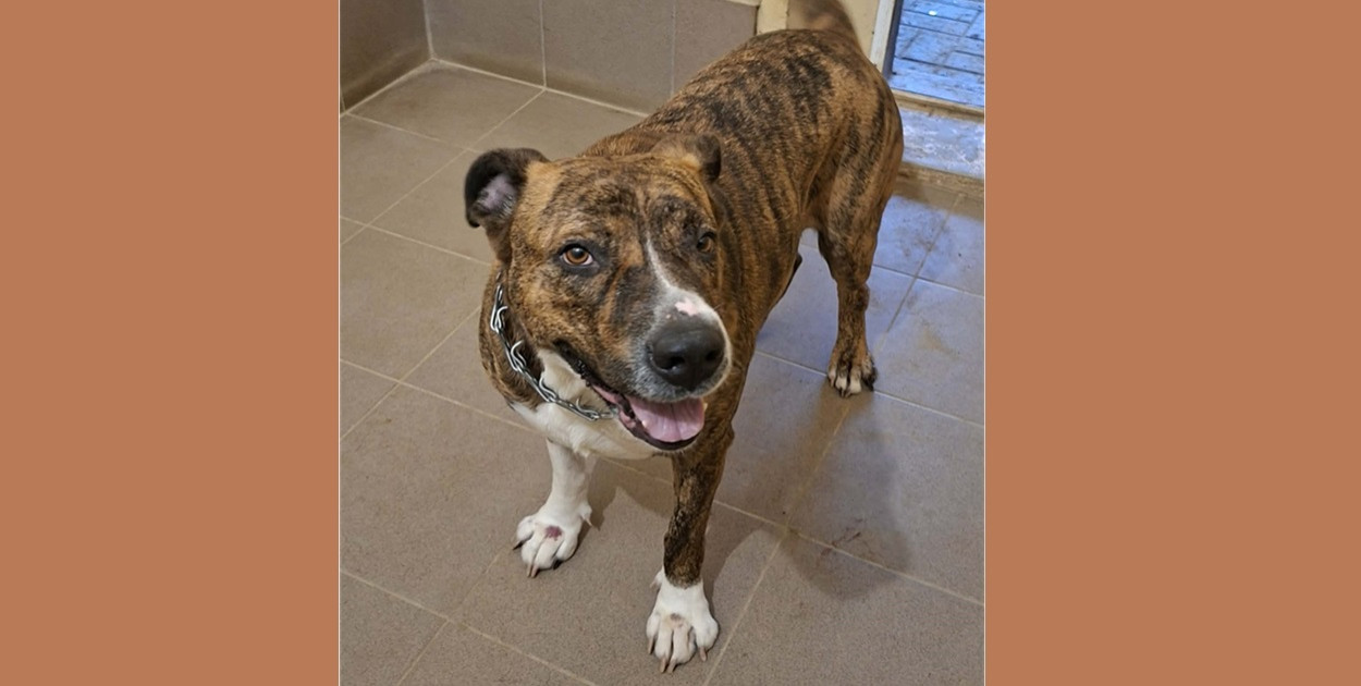 Foto: Schronisko dla Zwierząt w Olsztynie