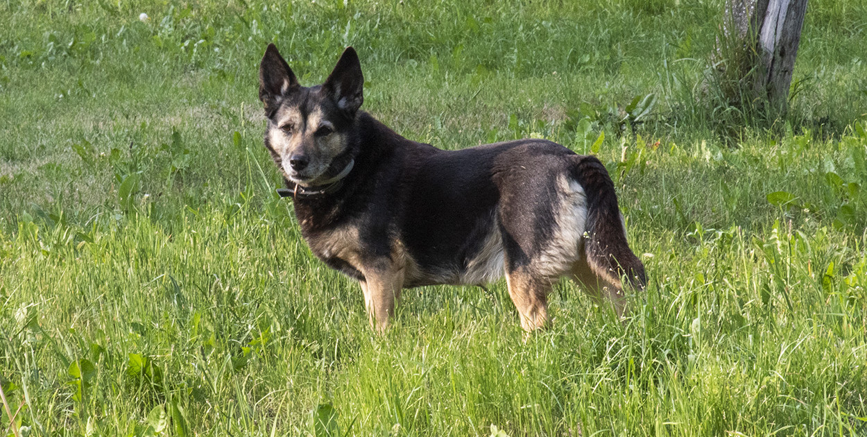 Premier: schronisko dla zwierząt w Sobolewie zostało zamknięte