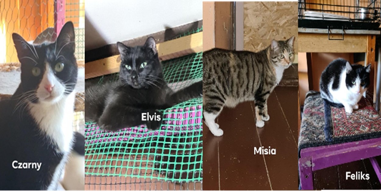 Kociarnia kończy swoją działalność. Prośba o domy dla kotów!