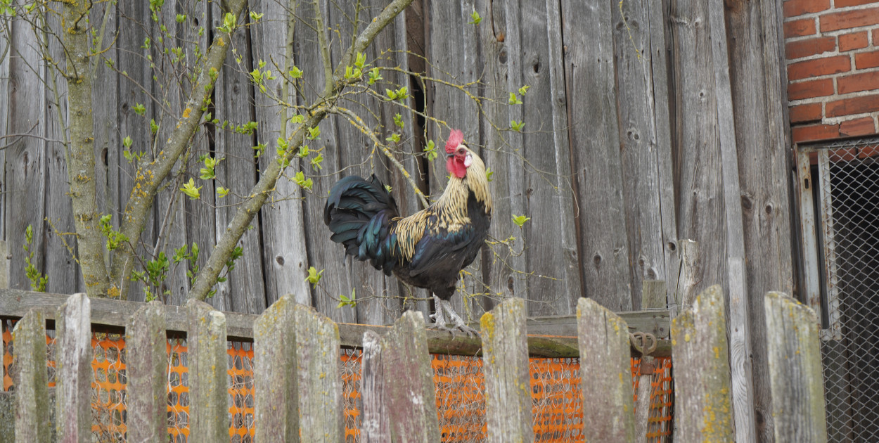Główny Inspektorat Weterynarii: 26 ognisk grypy ptaków u drobiu w tym roku w Polsc