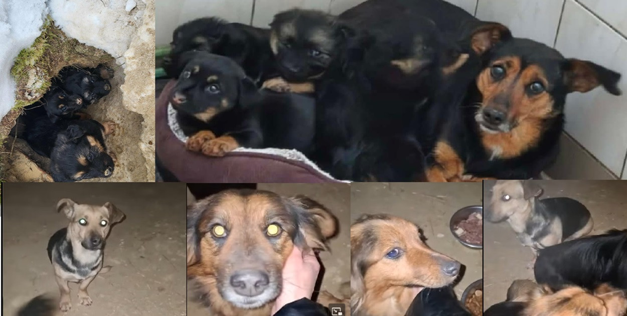 Lubajny: Sunia ze szczeniakami uratowana w ostatniej chwili