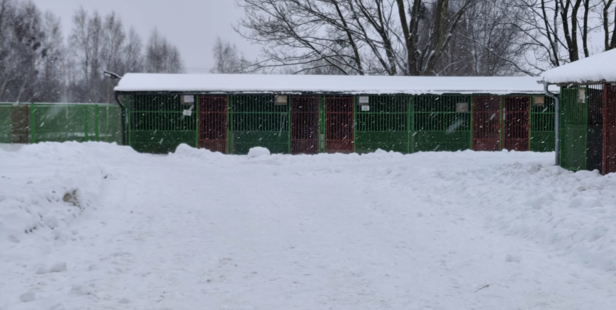Czy Miejskie Schronisko będzie przyjmować zwierzęta z terenu gminy wiejskiej Ostró