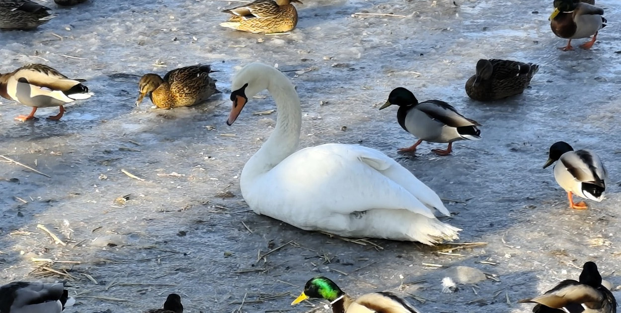 Olsztyn: Grypa ptaków u łabędzia znalezionego przy ul. Radiowej