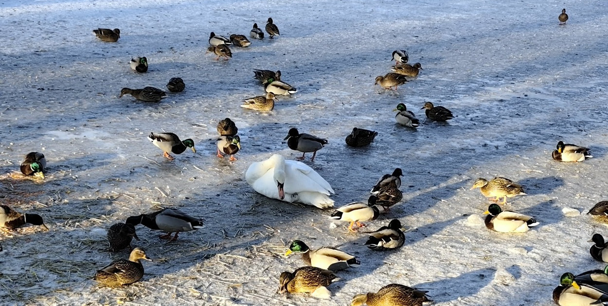 Uwaga na przypadki padłych ptaków! Służby weterynaryjne apelują do mieszkańców