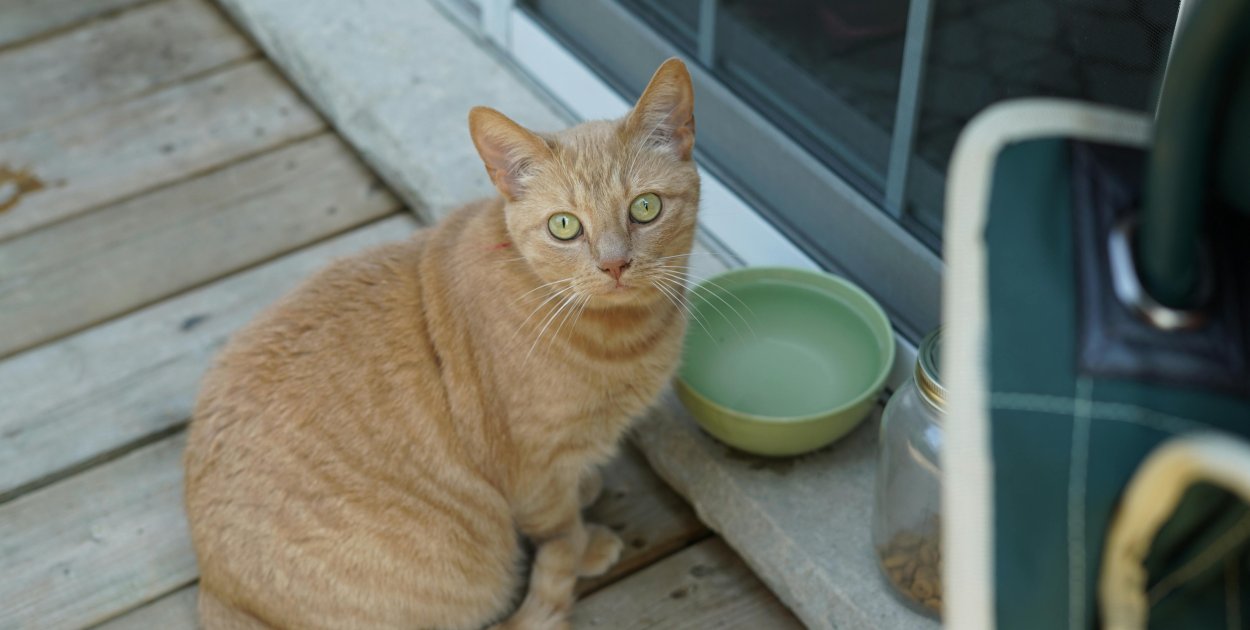 Kiedy wybrać tradycyjną miseczkę dla kota, a kiedy karmidło automatyczne?