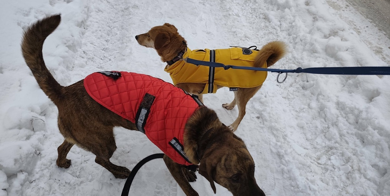 Ostróda: Opieka nad zwierzętami. Darmowe czipowanie i dofinansowanie zabiegów