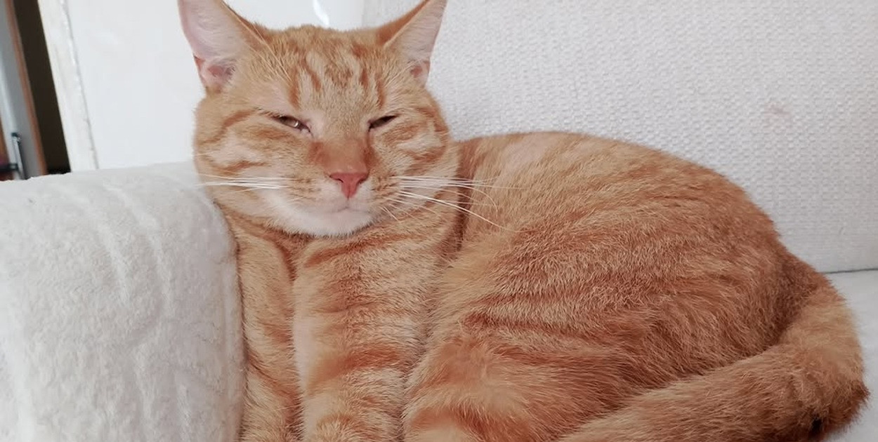 Ostróda: Zaginął rudy kot Leo. Właścicielka prosi o pomoc!