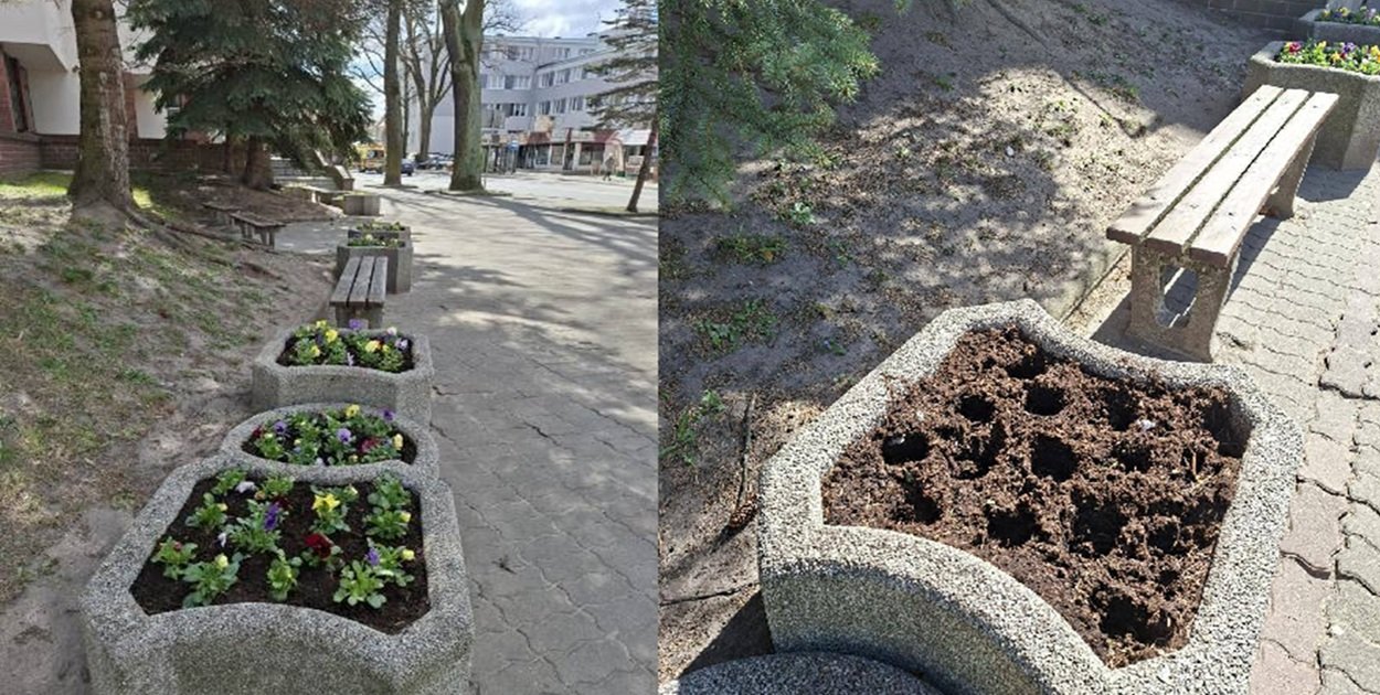 Ostróda: Kwiaty zamiast zdobić miasto – trafiły do czyjegoś ogródka?